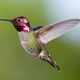 The hummingbird